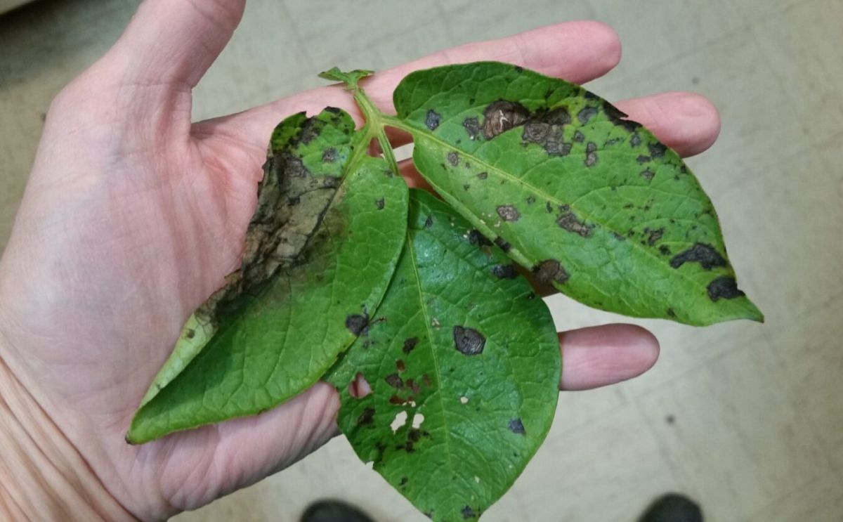 Fighting Late Blight: Michigan Potato Industry Commission New Resource for Michigan Growers